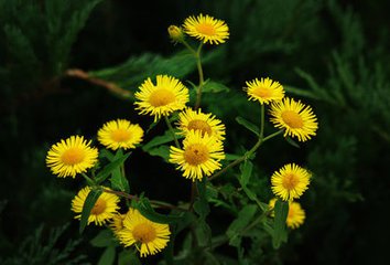 【晓荷】苦菜花开闪金光（随笔〕