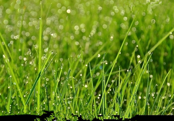 【晓荷.见闻】小草和小雨点(征文.童话)