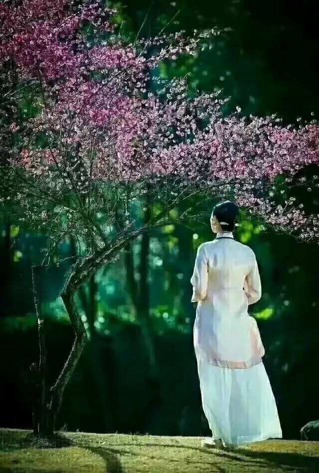 【晓荷】烟雨江南（诗歌）