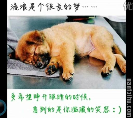 【荷塘“夏日风情”征文】彼特（小说）