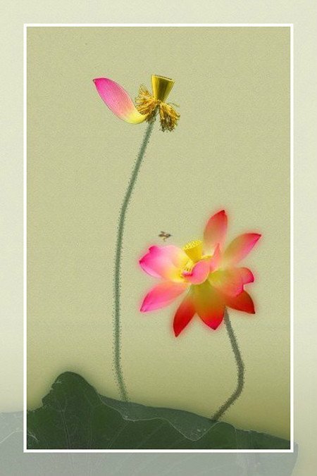 【晓荷*人间百态】夏的音符（征文·组诗）