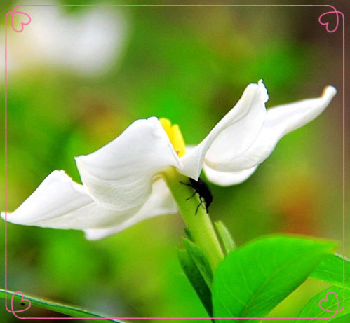 【荷塘“夏日风情”征文】七月花雨（组诗）