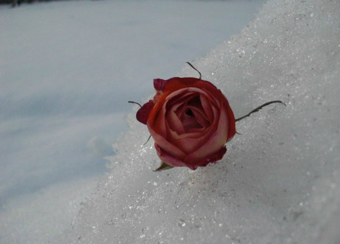 【晓荷*人间百态】雪中的落叶雪中的花（组诗）