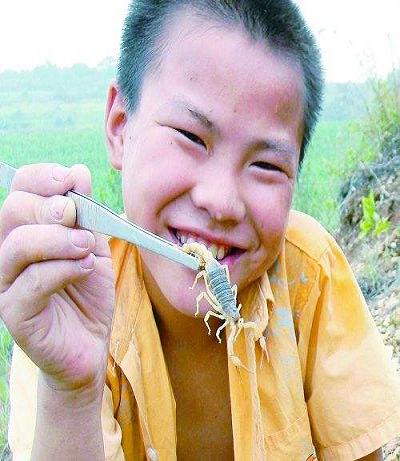 【丁香收获】夏夜忙捉蝎，冰棍润心田（散文）