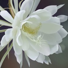【晓荷】昙花开了（随笔）