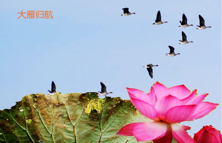 【江南】大雁就要回家了（诗歌）