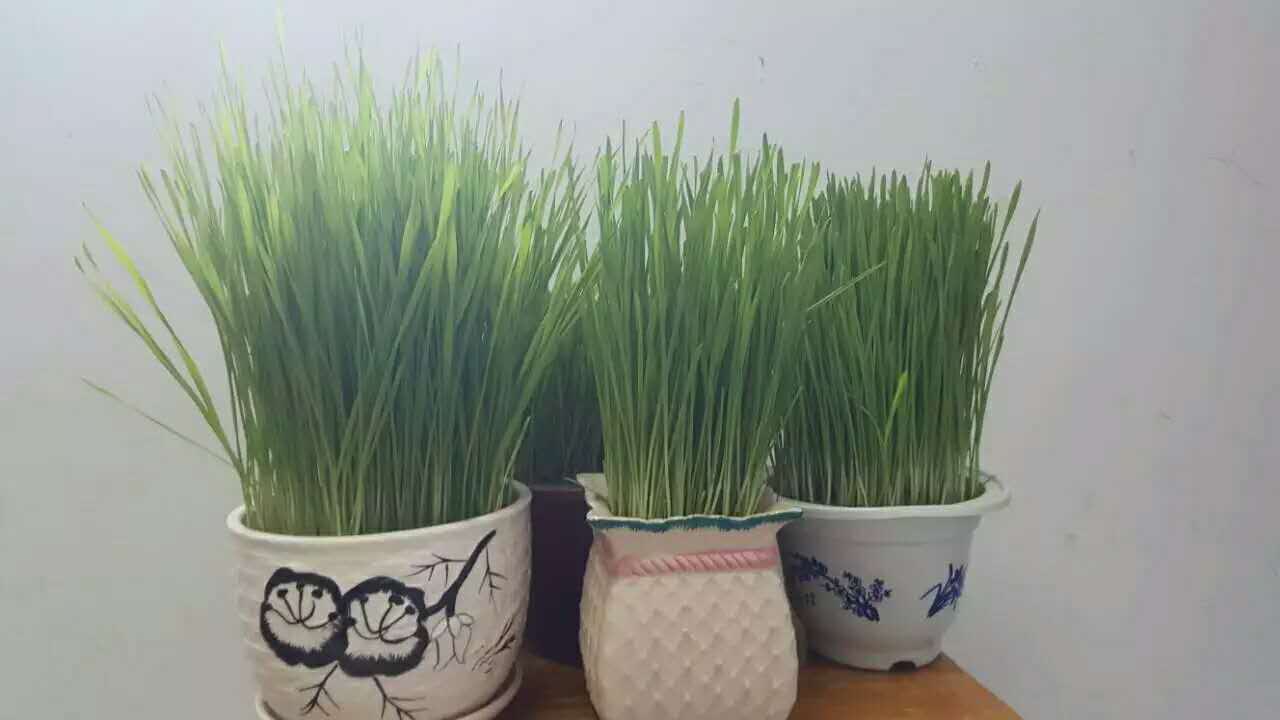 【晓荷*人间百态】麦子的黄色，父亲的白发（散文）