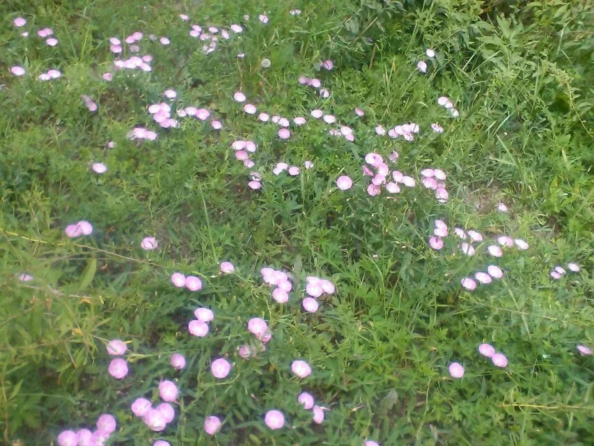 【晓荷*人间百态】达婉花儿（散文）