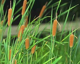 【柳岸•旅】香蒲草（散文）