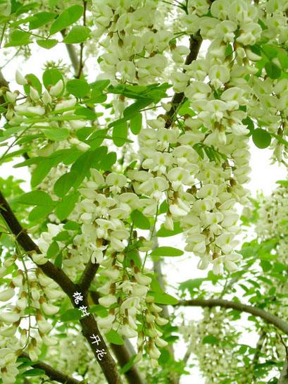 【丁香收获】槐树·槐花·槐花饭（散文）