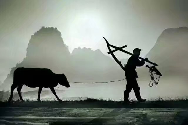 【轻舞】 鸽子的《尿爷爷》（赏析）
