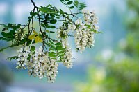 【晓荷*人生百态】槐花茵茵（散文）