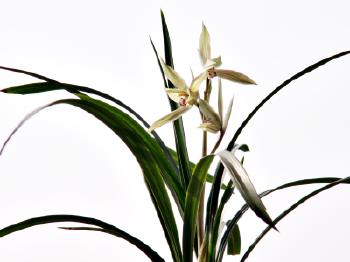 【晓荷*人间百态】又见兰花开（散文）