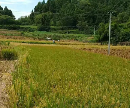 【荷塘“童话之秋”征文】想念那片稻田（散文）