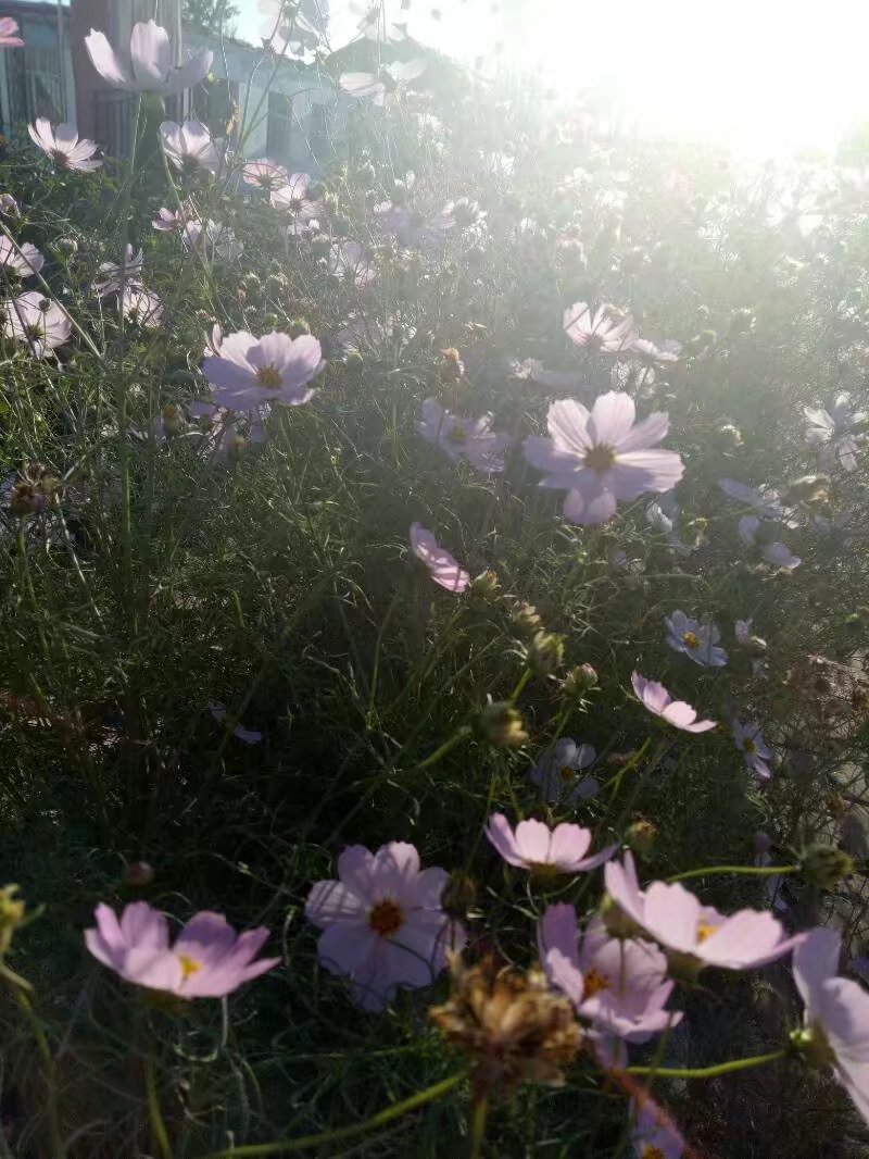 【檀香】秋花吟（诗歌）