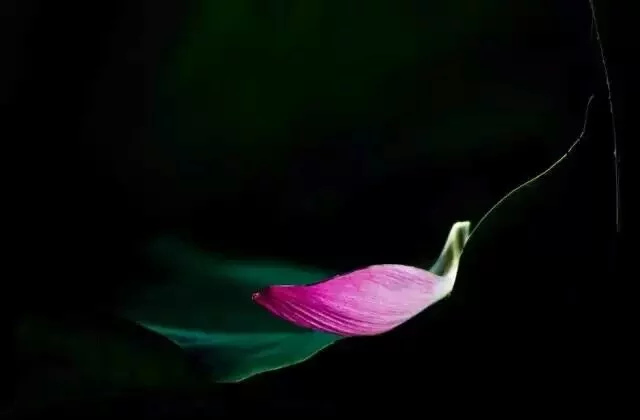 【檀香】花瓣纷飞的一刻（诗歌）