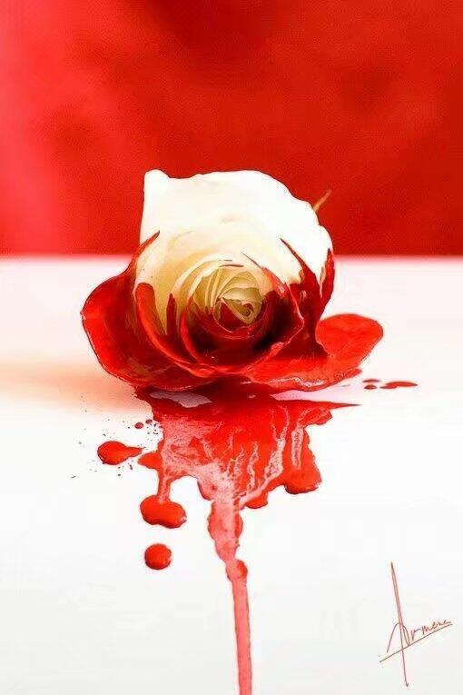 【专栏作家】滴血的玫瑰