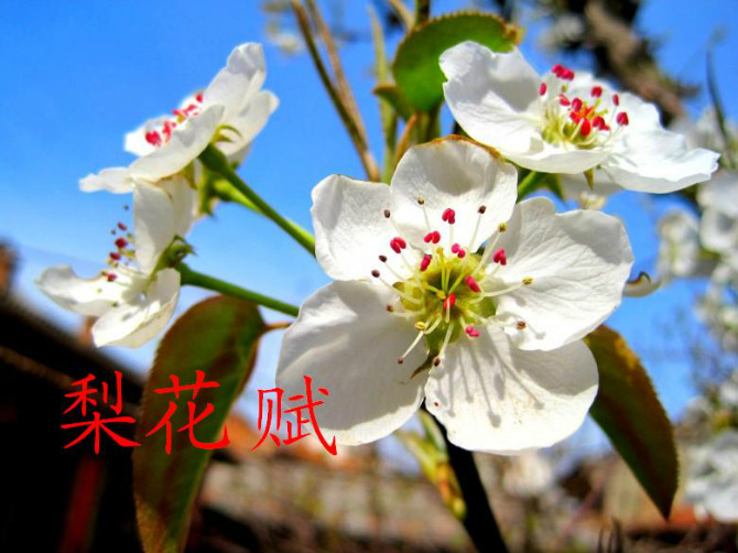 【荷塘】梨花赋（散文）