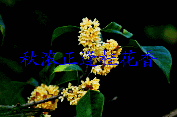 【晓荷*人间百态 】秋浓正逢桂花香（征文·诗歌）