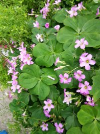 【专栏】百草芳香耀东辰