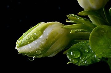 【菊韵】十月有雨（杂文）　