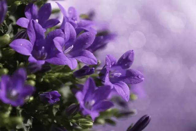 【江南诗意】生命，因芬芳而美丽（散文）