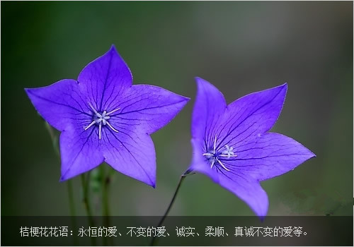 【晓荷*人间百态】花语（征文 诗歌）