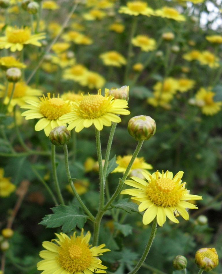 【丁香青春】大山里的野菊花（小说）