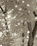 【专栏】雪花（诗组）