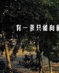 凤凰树下的回忆