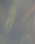 萍