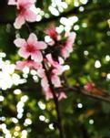 过了年，就该春暖花开了