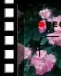 【专栏】因为想你
