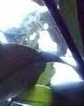 【专栏】柚花又开