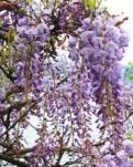 【专栏】周腾花