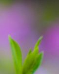 【专栏】一树桃花，一树梦