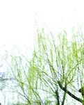 【专栏】春雨