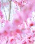 【专栏】和西宁市的桃花在一起