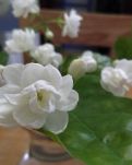 草木有情——茉莉