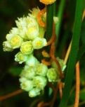 菟丝花