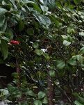 【专栏】盲姑赏春