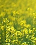 【专栏】油菜花开了（组诗）