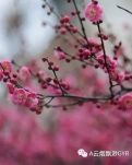 【专栏】凝眸千里，花事迷离（诗组）
