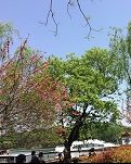 人间四月天