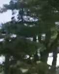 【专栏】五月思乡情