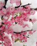 江城子．梅