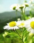 【歌词】你的春天里