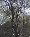 【专栏】江南春（外一首）