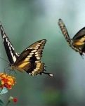 【专栏】那时，我们一起飞过