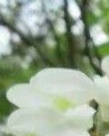 槐花飘香